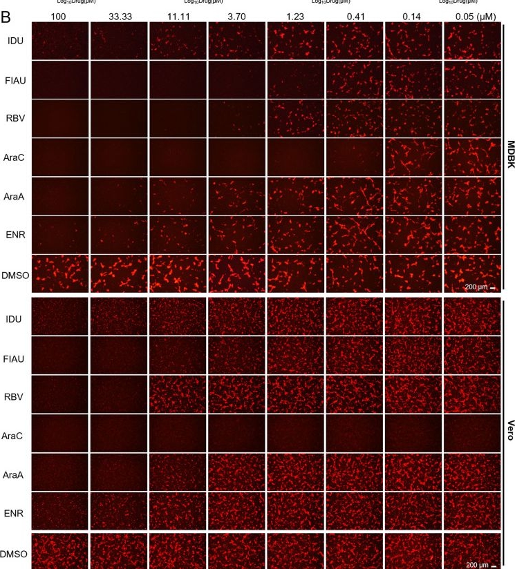 Fig.3.B from the publication: Anti-orthopoxvirus drugs inhibit lumpy skin disease virus replication by targeting viral DNA polymerase.