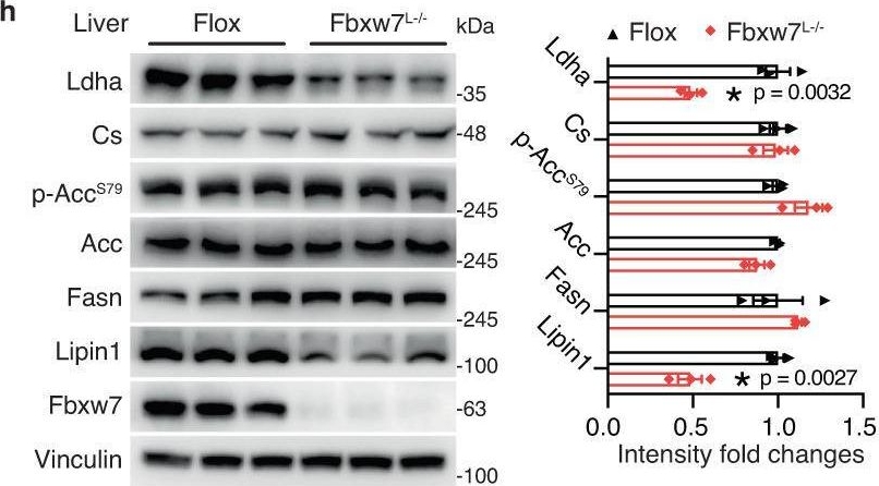 Fig.2.H showing Western Blotting from the publication: Hepatocyte FBXW7-dependent activity of nutrient-sensing nuclear receptors controls systemic energy homeostasis and NASH progression in male mice.