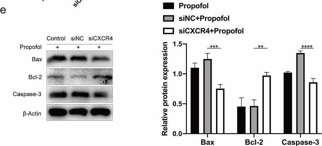 Fig.4.E showing Western Blotting from the publication: Propofol induces the apoptosis of neural stem cells via microRNA-9-5p / chemokine CXC receptor 4 signaling pathway.