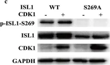 Fig.3.C showing Western Blotting from the publication: Phosphorylation of islet-1 serine 269 by CDK1 increases its transcriptional activity and promotes cell proliferation in gastric cancer.