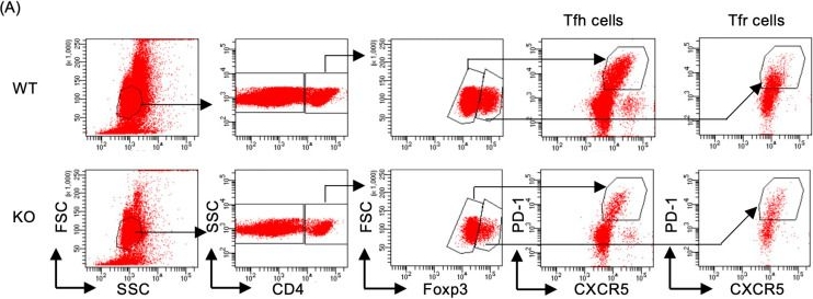 Fig.3.A showing Flow cytometry/Cell sorting in a Mus musculus (House mouse) sample from the publication: The Role of TNF Receptor-Associated Factor 5 in the Formation of Germinal Centers by B Cells During the Primary Phase of the Immune Response in Mice.