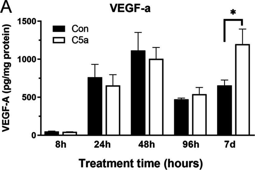Fig.6.A showing Enzyme-linked immunosorbent assay in a Mus musculus (House mouse) sample from the publication: Complement activation contributes to subretinal fibrosis through the induction of epithelial-to-mesenchymal transition (EMT) in retinal pigment epithelial cells.