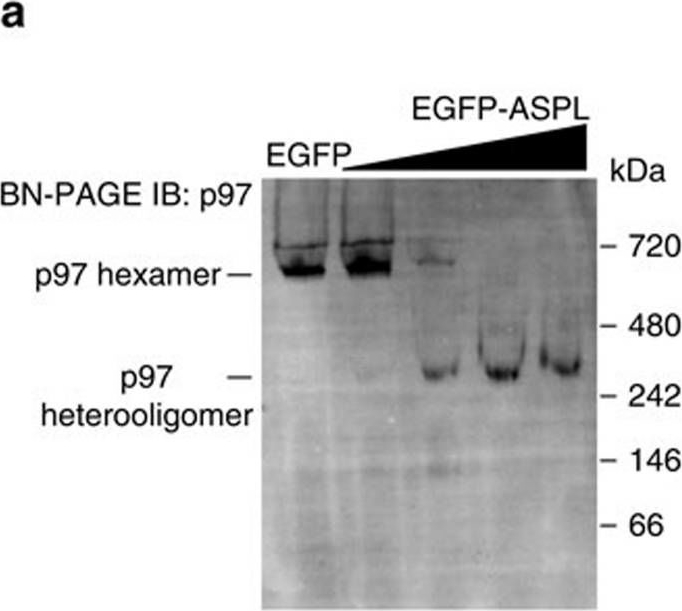 Quantitative interaction mapping reveals an extended UBX domain in ASPL that disrupts functional p97 hexamers.
