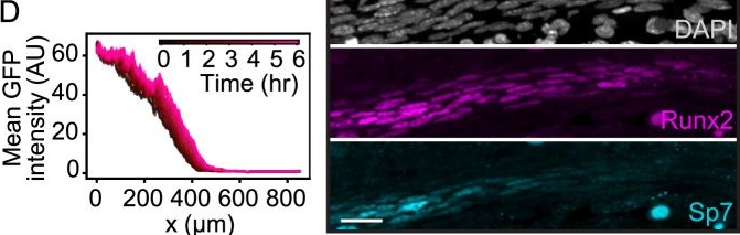 Fig.2.D showing Immunohistochemistry-immunofluorescence in a Mus musculus (House mouse) sample from the publication: Self-propagating wave drives morphogenesis of skull bones in vivo.