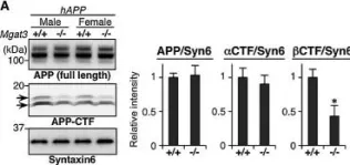 Fig.3.A showing Western Blotting from the publication: An aberrant sugar modification of BACE1 blocks its lysosomal targeting in Alzheimer's disease.