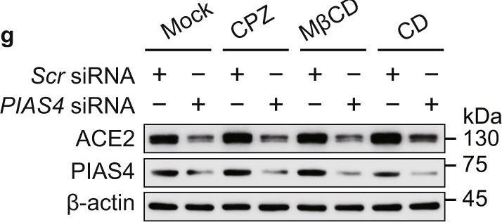Fig.4.G showing Western Blotting in a Homo sapiens (Human) sample from the publication: Suppression of ACE2 SUMOylation protects against SARS-CoV-2 infection through TOLLIP-mediated selective autophagy.