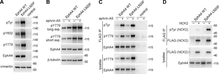 Fig.2.A,B,C,D showing Western Blotting in a Homo sapiens (Human) sample from the publication: A cancer mutation promotes EphA4 oligomerization and signaling by altering the conformation of the SAM domain.
