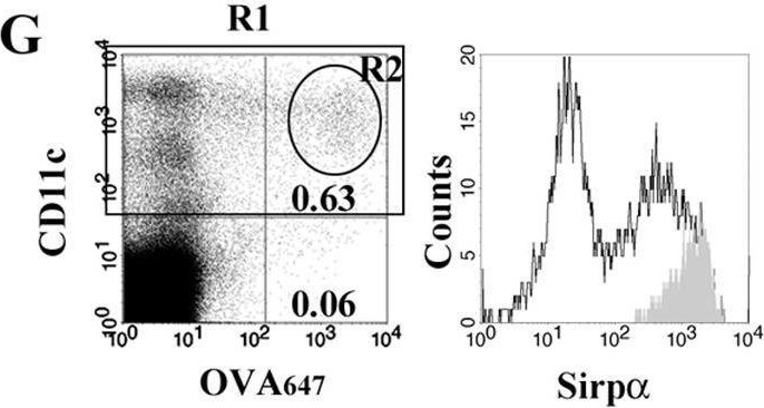 Fig.1.G showing Flow cytometry/Cell sorting from the publication: Novel process of intrathymic tumor-immune tolerance through CCR2-mediated recruitment of Sirpα+ dendritic cells: a murine model.
