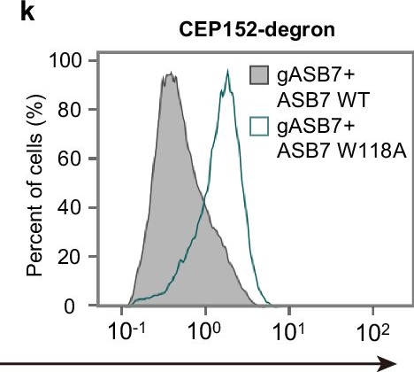 Fig.5.K showing Flow cytometry/Cell sorting in a Homo sapiens (Human) sample from the publication: Molecular insights into degron recognition by CRL5ASB7 ubiquitin ligase.