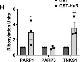 Fig.2.H showing Enzyme-linked immunosorbent assay from the publication: Tankyrase-1 regulates RBP-mediated mRNA turnover to promote muscle fiber formation.