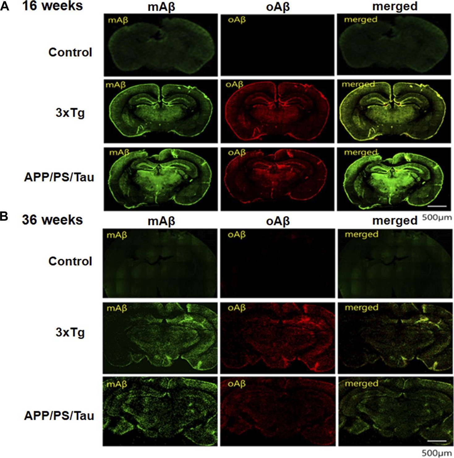 Fig.7.A,B showing Immunohistochemistry-immunofluorescence in a Mus musculus (House mouse) sample from the publication: Oligomeric amyloid-β targeted contrast agent for MRI evaluation of Alzheimer's disease mouse models.