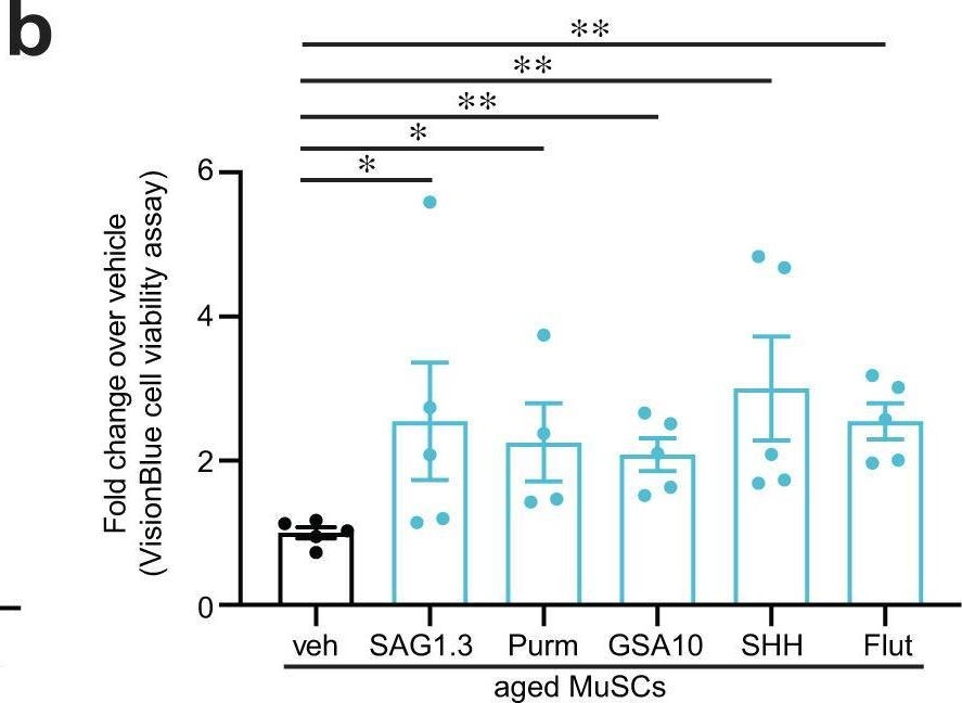 Fig.5.B from the publication: Primary cilia on muscle stem cells are critical to maintain regenerative capacity and are lost during aging.