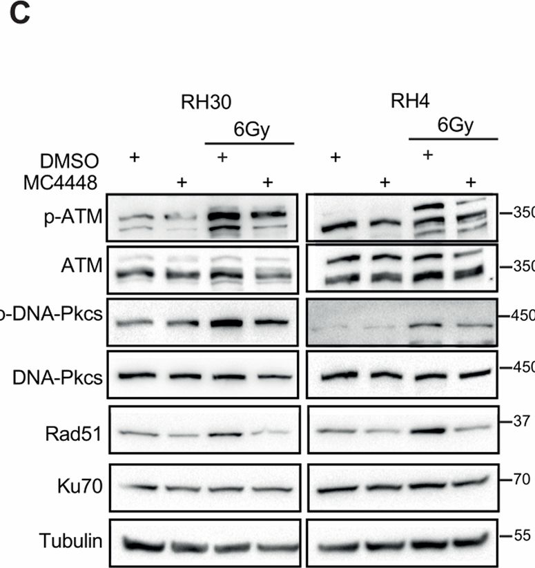 Fig.8.C showing Western Blotting from the publication: HDAC3 genetic and pharmacologic inhibition radiosensitizes fusion positive rhabdomyosarcoma by promoting DNA double-strand breaks.