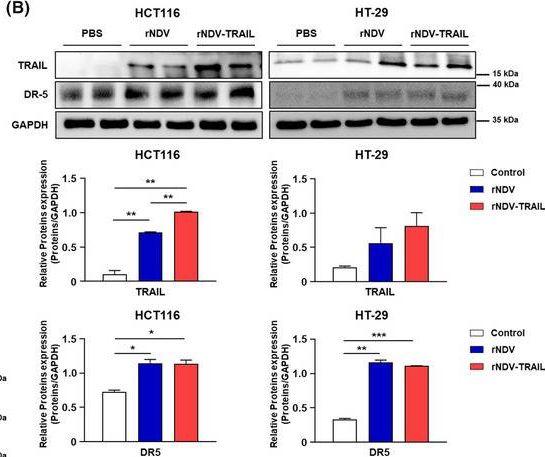 Fig.5.B showing Western Blotting from the publication: The tumor suppressive effect and apoptotic mechanism of TRAIL gene-containing recombinant NDV in TRAIL-resistant colorectal cancer HT-29 cells and TRAIL-nonresistant HCT116 cells, with each cell bearing a mouse model.