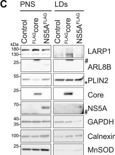 Proximity labeling of host factor ANXA3 in HCV infection reveals a novel LARP1 function in viral entry.