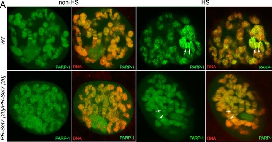 Fig.5.A showing Immunocytochemistry-immunofluorescence in a Drosophila melanogaster (Fruit fly) sample from the publication: Mono-methylated histones control PARP-1 in chromatin and transcription.