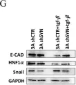 Fig.1.G showing Western Blotting in a Mus musculus (House mouse) sample from the publication: SYNCRIP Modulates the Epithelial-Mesenchymal Transition in Hepatocytes and HCC Cells.