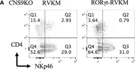 Fig.6.A showing Flow cytometry/Cell sorting in a Mus musculus (House mouse) sample from the publication: A cis-element at the Rorc locus regulates the development of type 3 innate lymphoid cells.