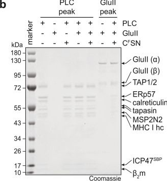 Fig.4.B showing Western Blotting in a Bos taurus (Bovine) sample from the publication: Molecular basis of MHC I quality control in the peptide loading complex.