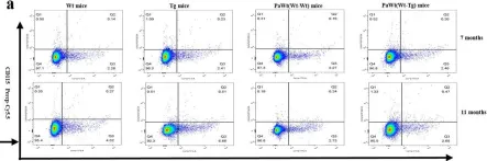 Fig.3.A showing Flow cytometry/Cell sorting in a Mus musculus (House mouse) sample from the publication: The effects of high plasma levels of Aβ1-42 on mononuclear macrophage in mouse models of Alzheimer's disease.