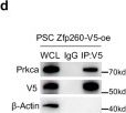 Fig.6.D showing Western Blotting in a Mus musculus (House mouse) sample from the publication: Zfp260 choreographs the early stage osteo-lineage commitment of skeletal stem cells.