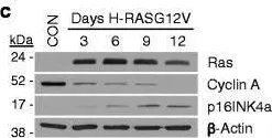 Fig.1.C showing Western Blotting from the publication: Mapping H4K20me3 onto the chromatin landscape of senescent cells indicates a function in control of cell senescence and tumor suppression through preservation of genetic and epigenetic stability.