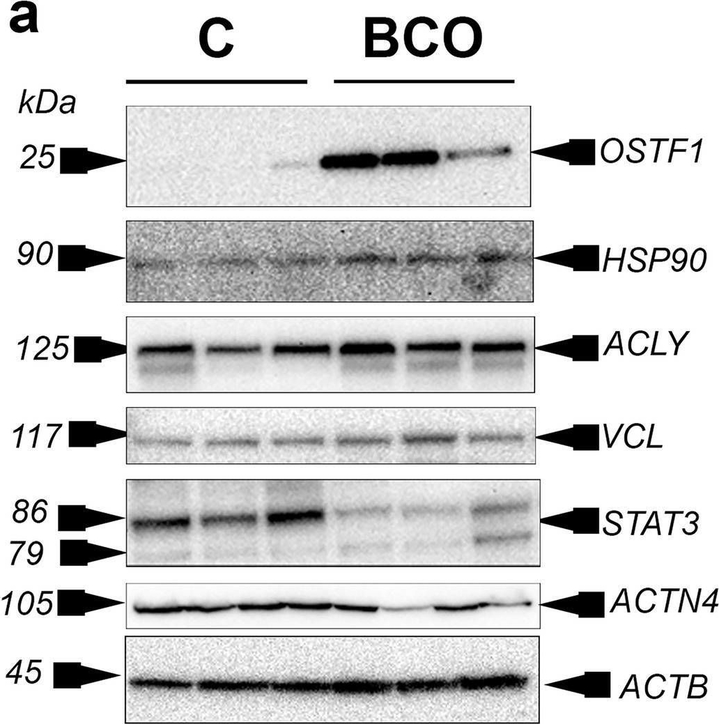 Fig.3.A showing Western Blotting from the publication: Comparative- and network-based proteomic analysis of bacterial chondronecrosis with osteomyelitis lesions in broiler's proximal tibiae identifies new molecular signatures of lameness.
