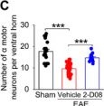 Fig.4.C from the publication: Activation of Kir4.1 Channels by 2-D08 Promotes Myelin Repair in Multiple Sclerosis.