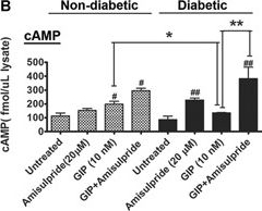 Fig.5.B from the publication: Impaired Gastric Hormone Regulation of Osteoblasts and Lysyl Oxidase Drives Bone Disease in Diabetes Mellitus.