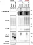 Fig.1.D showing Western Blotting from the publication: An independent regulator of global release pathways in astrocytes generates a subtype of extracellular vesicles required for postsynaptic function.