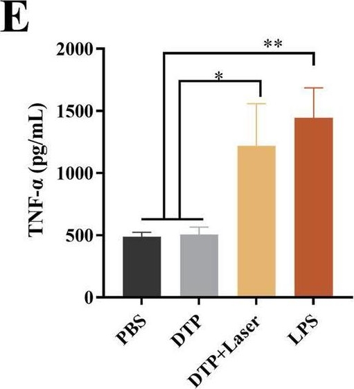 Fig.4.E showing Enzyme-linked immunosorbent assay in a Mus musculus (House mouse) sample from the publication: An immunomodulatory photosensitizer-mediated photodynamic therapy synergizes with PD-L1 blockade against metastatic triple-negative breast cancer.