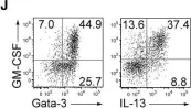 Fig.4.J showing Flow cytometry/Cell sorting in a Mus musculus (House mouse) sample from the publication: Autoimmune Th17 Cells Induced Synovial Stromal and Innate Lymphoid Cell Secretion of the Cytokine GM-CSF to Initiate and Augment Autoimmune Arthritis.