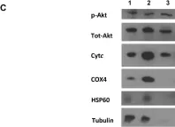 Fig.6.C showing Western Blotting from the publication: Brain-Specific Serine-47 Modification of Cytochrome c Regulates Cytochrome c Oxidase Activity Attenuating ROS Production and Cell Death: Implications for Ischemia/Reperfusion Injury and Akt Signaling.