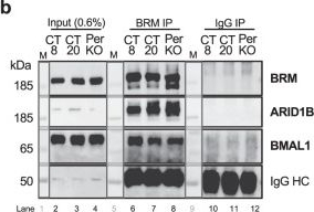 Fig.4.B showing Western Blotting from the publication: PBAF/cBAF reorganization on H3.3 chromatin regulates BMAL1 activity in the absence of circadian negative feedback.