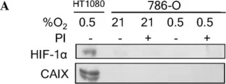 Fig.2.A showing Western Blotting in a Homo sapiens (Human) sample from the publication: Bortezomib attenuates HIF-1- but not HIF-2-mediated transcriptional activation.