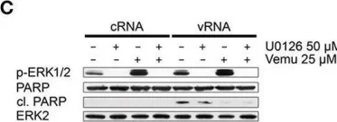 Fig.3.C showing Western Blotting in a Homo sapiens (Human) sample from the publication: Vemurafenib Limits Influenza A Virus Propagation by Targeting Multiple Signaling Pathways.