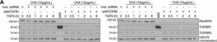 Fig.13.A showing Western Blotting from the publication: Targeting myoferlin in ER/Golgi vesicle trafficking reprograms pancreatic cancer-associated fibroblasts.