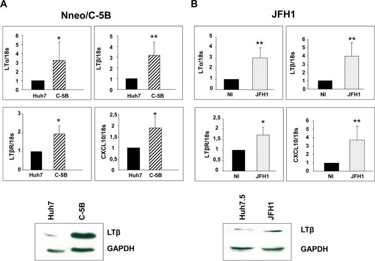 Fig.6.A,B showing Western Blotting in a Homo sapiens (Human) sample from the publication: Lymphotoxin signaling is initiated by the viral polymerase in HCV-linked tumorigenesis.