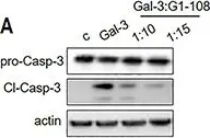 Fig.7.A showing Western Blotting from the publication: The N-terminal tail coordinates with carbohydrate recognition domain to mediate galectin-3 induced apoptosis in T cells.