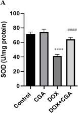 Fig.5.A from the publication: Chlorogenic Acid Attenuates Doxorubicin-Induced Oxidative Stress and Markers of Apoptosis in Cardiomyocytes via Nrf2/HO-1 and Dityrosine Signaling.