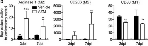 Fig.1.D showing Flow cytometry/Cell sorting in a Mus musculus (House mouse) sample from the publication: Azithromycin drives alternative macrophage activation and improves recovery and tissue sparing in contusion spinal cord injury.