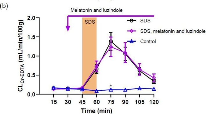 Fig.1.B from the publication: Melatonin-Activated Receptor Signaling Pathways Mediate Protective Effects on Surfactant-Induced Increase in Jejunal Mucosal Permeability in Rats.
