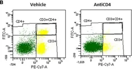Fig.2.B showing Flow cytometry/Cell sorting in a Mus musculus (House mouse) sample from the publication: Contribution of CD4+ cells in the emotional alterations induced by endometriosis in mice.