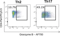 Fig.3.E showing Flow cytometry/Cell sorting in a Homo sapiens (Human) sample from the publication: Contact-Dependent Granzyme B-Mediated Cytotoxicity of Th17-Polarized Cells Toward Human Oligodendrocytes.