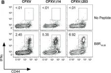 Fig.9.B showing Flow cytometry/Cell sorting in a Mus musculus (House mouse) sample from the publication: The secreted protein Cowpox Virus 14 contributes to viral virulence and immune evasion by engaging Fc-gamma-receptors.