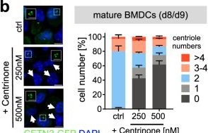 Fig.1.B showing Immunocytochemistry-immunofluorescence from the publication: A centrally positioned cluster of multiple centrioles in antigen-presenting cells fosters T cell activation.