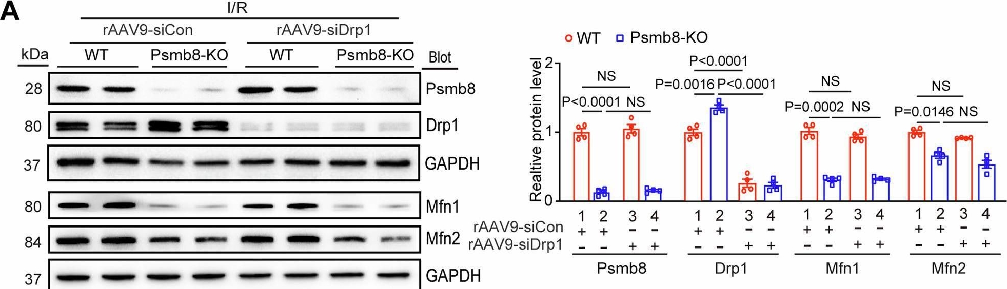 Fig.8.A showing Western Blotting in a Mus musculus (House mouse) sample from the publication: Psmb8 inhibits mitochondrial fission and alleviates myocardial ischaemia/reperfusion injury by targeting Drp1 degradation.