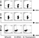 Fig.6.C showing Flow cytometry/Cell sorting in a Mus musculus (House mouse) sample from the publication: Epigenetically modulated FOXM1 suppresses dendritic cell maturation in pancreatic cancer and colon cancer.