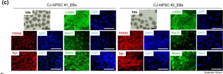 Fig.4.C showing Immunocytochemistry in a Mus musculus (House mouse) sample from the publication: Effects of the Extracts from Fruit and Stem of Camellia japonica on Induced Pluripotency and Wound Healing.