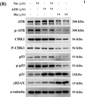 Fig.7.B showing Western Blotting in a Homo sapiens (Human) sample from the publication: Design, synthesis and anti-breast cancer activity evaluation of 6,7-dihydro-5H-pyrrolo[3,4-d]pyrimidine-based PARP1/ATR dual inhibitors.